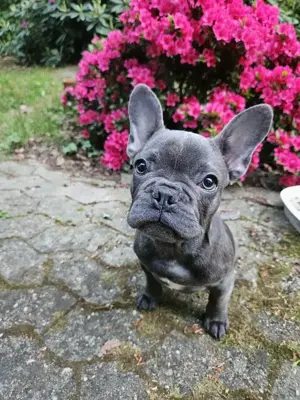 Top Französische Bulldogge Welpe Blue
