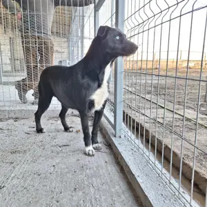 Hier kommt Luna mit ihren tollen Augen Bild 2