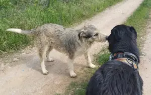 LARA - so ein süßes Hundemädchen (wartet in Rumänien) Bild 8