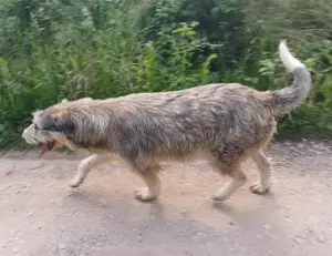 LARA - so ein süßes Hundemädchen (wartet in Rumänien) Bild 3