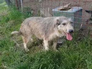 LARA - so ein süßes Hundemädchen (wartet in Rumänien) Bild 6