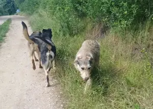 LARA - so ein süßes Hundemädchen (wartet in Rumänien) Bild 4