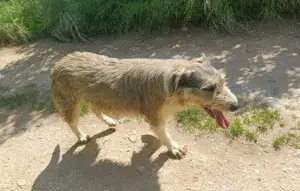 LARA - so ein süßes Hundemädchen (wartet in Rumänien) Bild 9