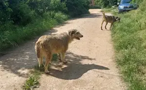 LARA - so ein süßes Hundemädchen (wartet in Rumänien) Bild 5