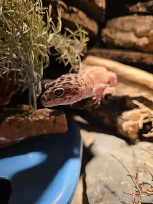 Leopardgecko männchen Pet only Bild 2