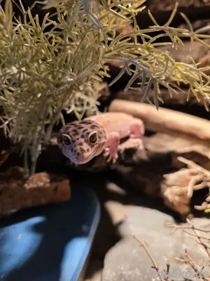 Leopardgecko männchen Pet only Bild 3