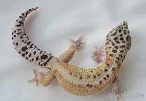 Leopardgecko männchen Pet only Bild 4