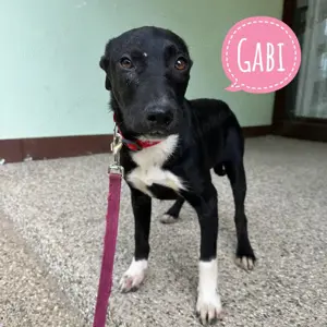 Gabi, junge und zauberhafte Mischlings Hündin, Border Collie   Französische Bulldogge Mix