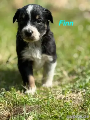 Border Collie Welpen aus liebevoller Hobbyzucht