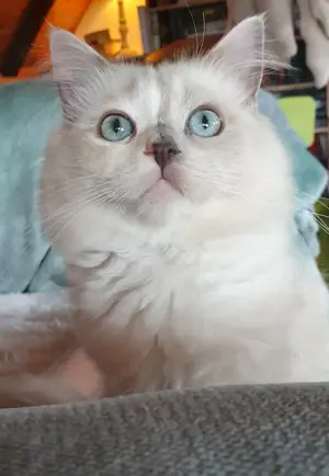 Ragdoll Mädchen mit Stammbaum 