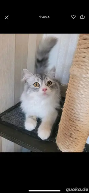 Sibirischer süßer Kater