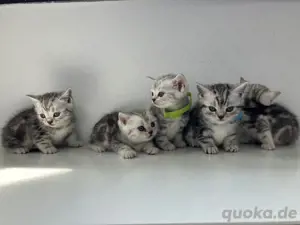 Bkh Kitten Britsch Kurzhaar black silver tabby Whiskas Katze