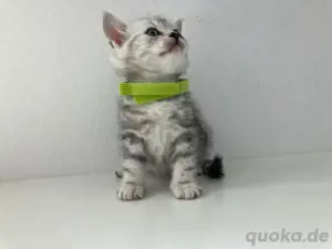 Bkh Kitten Britisch Kurzhaar black silver tabby Whiskas Katze