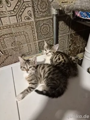 4 katzen babys