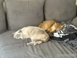 2 BKH katzen zu verkaufen 