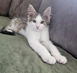 Wunderschöne Maine Coon's Kitten 