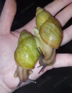 2 Archachatina Papyracea Albinoshell (Adult)
