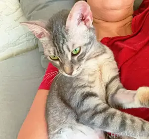 12 süße Katzen und Kätzchen suchen ein schönes Zuhause