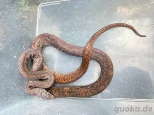 1.2 Liasis savuensis adult