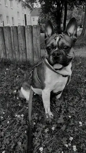 Französischer Bulldoggen Mix 