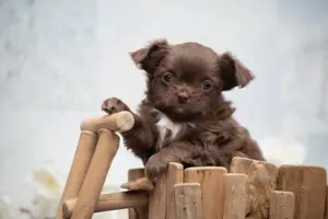 Chihuahua Welpen mit Ahnentafel 