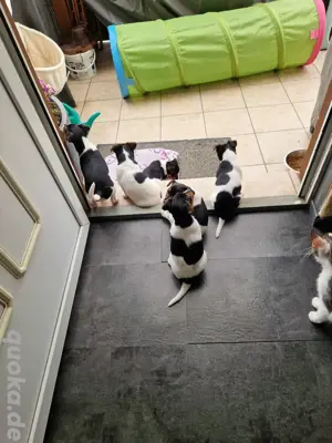 Jackrassel welpen Abgabe bereit 
