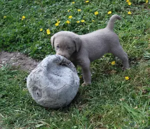 LABRADOR WELPEN Reinrassig mit Ahnentafel - GRAU und BRAUN - Beste Familienzucht