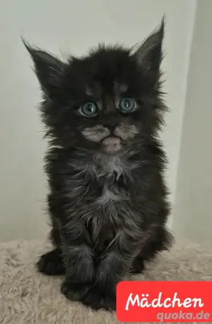 Maine Coon XXXL Kitten 