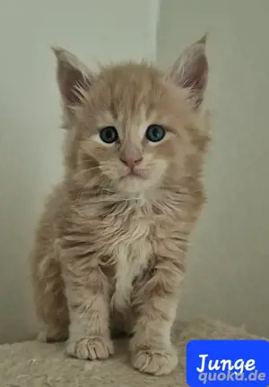 XXXL Maine Coon Kitten 