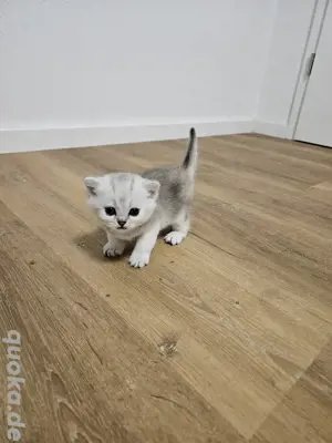 Bkh Kitten vom Züchter mit Ahnentafel