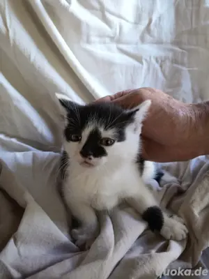Katzenbaby - Reserviert!
