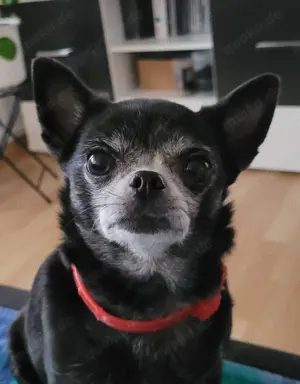 Chihuahua Kurzhaar Mädchen 