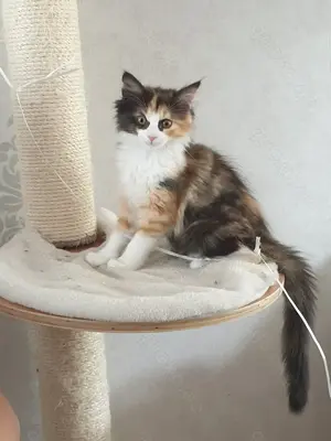 Kätzchen sucht neues Zuhause,  Maine Coone  Norwegische Waldkatze Mix 