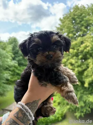 Yorkshire terrier welpen