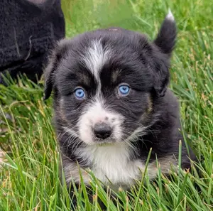 Australian Shepherd Welpen- black Tri, ab dem 17.6.2025 abgabebereit.
