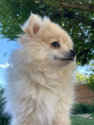 Pomeranian zwergspitz