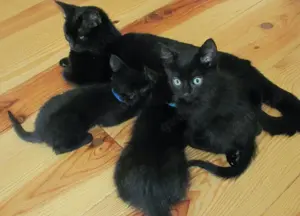 Katzen-Kinder zu verkaufen   Kitten zu verkaufen   Heilig Birma-Mix Bild 2