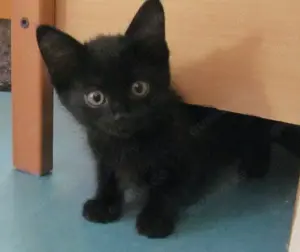Katzen-Kinder zu verkaufen   Kitten zu verkaufen   Heilig Birma-Mix Bild 1