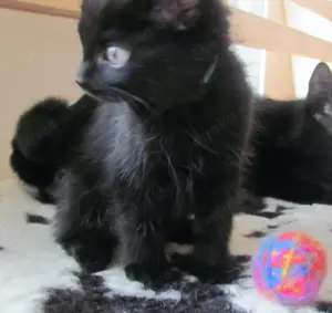 Katzen-Kinder zu verkaufen   Kitten zu verkaufen   Heilig Birma-Mix Bild 4