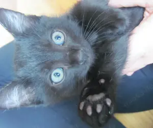 Katzen-Kinder zu verkaufen   Kitten zu verkaufen   Heilig Birma-Mix Bild 3