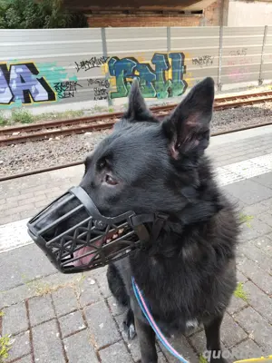 Schäferhund Notfall