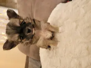 Reinrassige Chihuahuawelpen suchen ab sofort ein zu Hause 