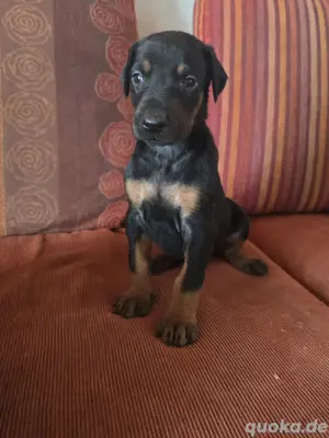 Dobermannwelpen suchen Zuhause