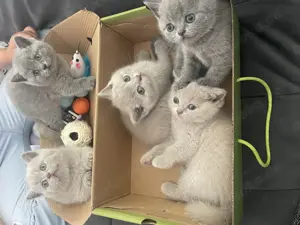Bkh Kitten aus wunderschönen Wurf