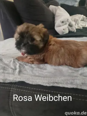 Shi tzu - Malteser Welpen 
