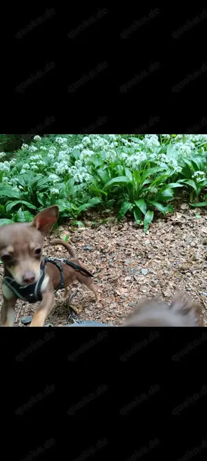 Rehpinscher braun 