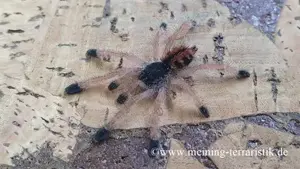 Avicularia cf. metallica Körperlänge ca. 1 cm, Vogelspinne