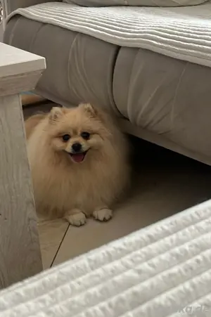 pomeranian 