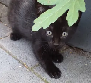 Katzenbabys zu verkaufen