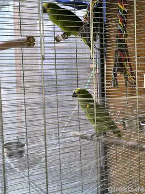 papagei, AmazonPapagei, Blaustirnamazone 